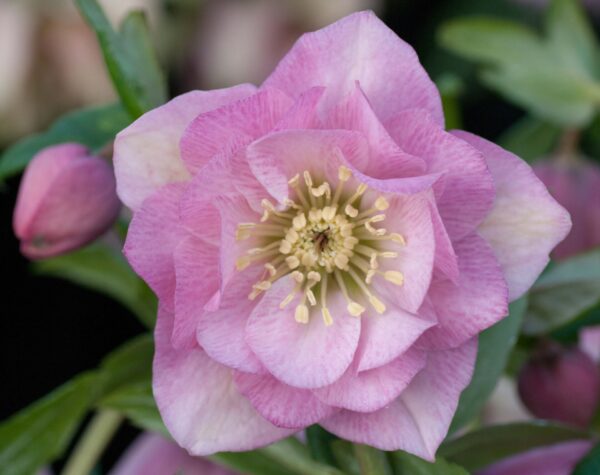 Double Pale Pink