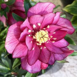 Double Rose Pink