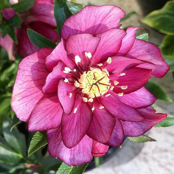 Double Rose Pink