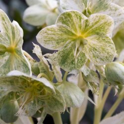 H. argutifolius 'Pacific Frost'