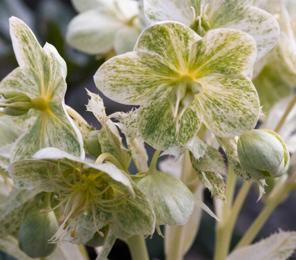 H. argutifolius 'Pacific Frost'