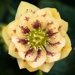 Double Primrose Yellow Spotted