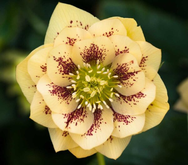 Double Primrose Yellow Spotted