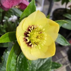 Primrose Yellow Dark Centre