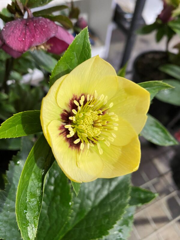 Primrose Yellow Dark Centre