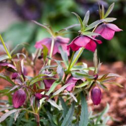 Hercegovinus Hybrids