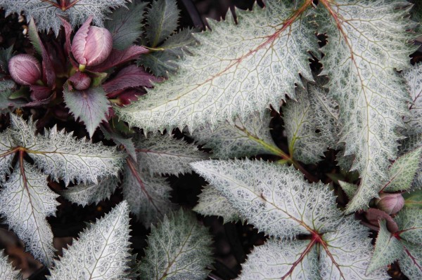 H. x sternii 'Ashwood Strain'