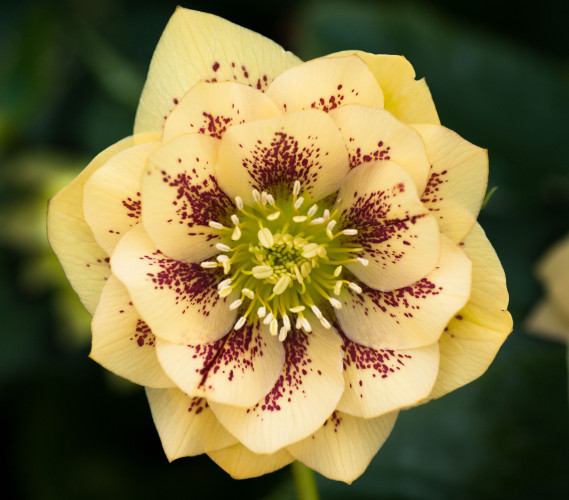 Helleborus x hybridus 'double yellow spotted'