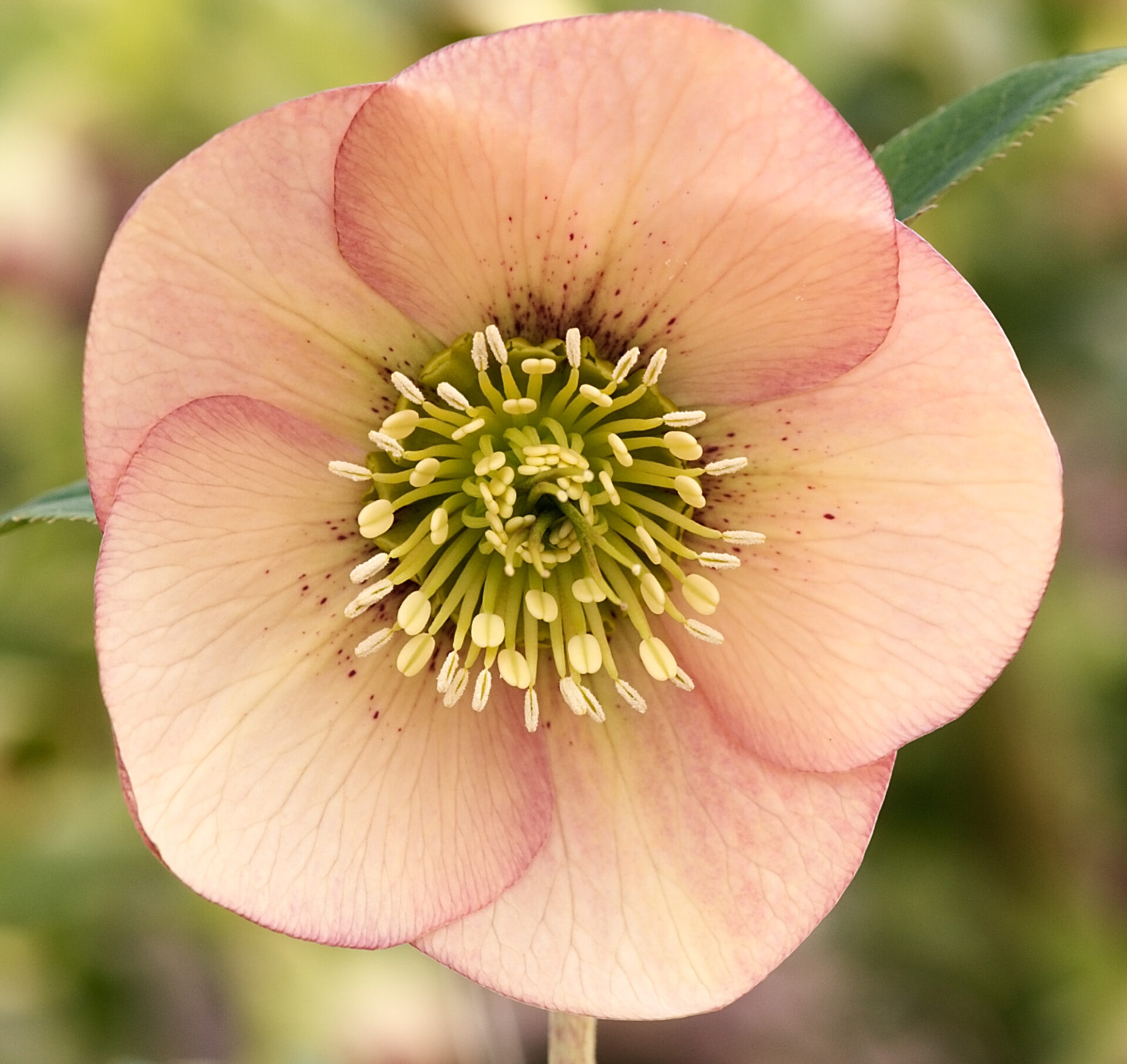 apricot peach Post Office Farm Nursery