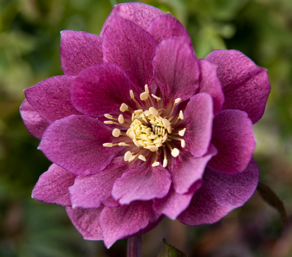 Helleborus x hybridus double rose pink