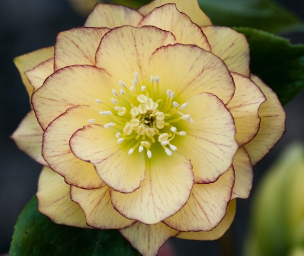 Black Rose For Sale >> Helleborus x hybridus double flowered forms - Post Office ... Black Rose For Sale >> Helleborus x hybridus double flowered forms - Post Office ...