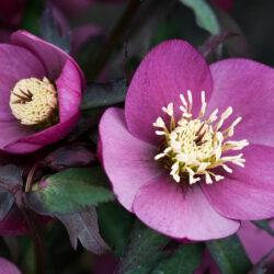 Dark Pink