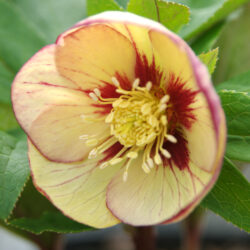 Primrose Yellow Picotee