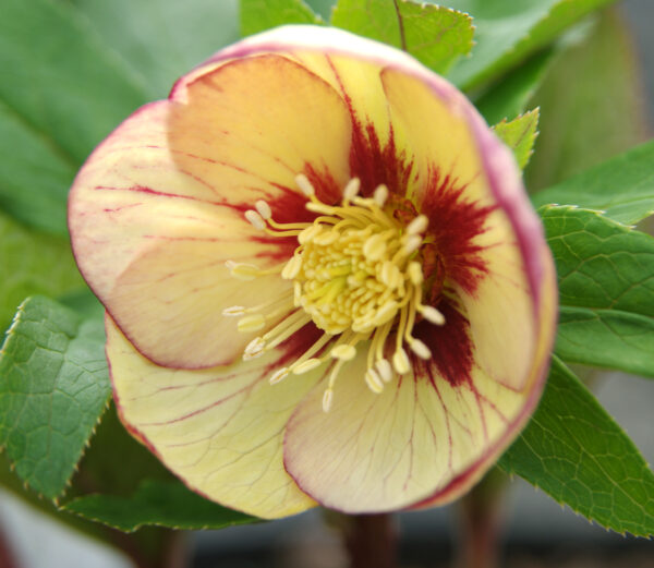 Primrose Yellow Picotee