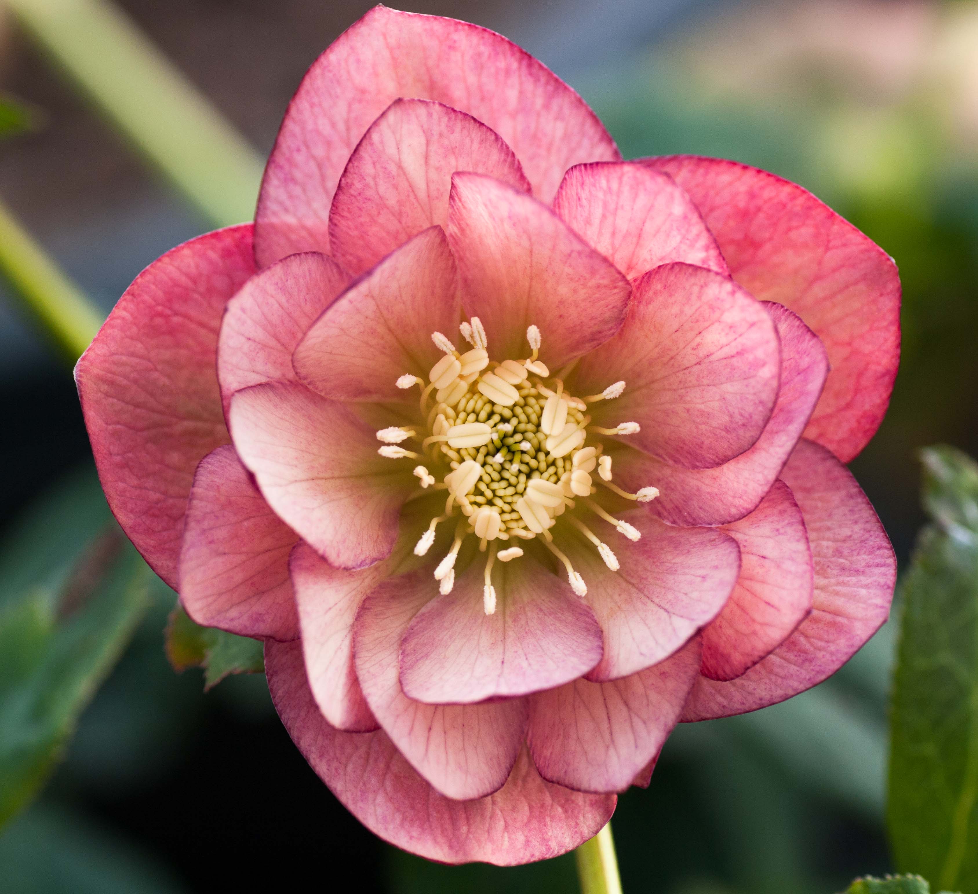 dble apricot peach Post Office Farm Nursery