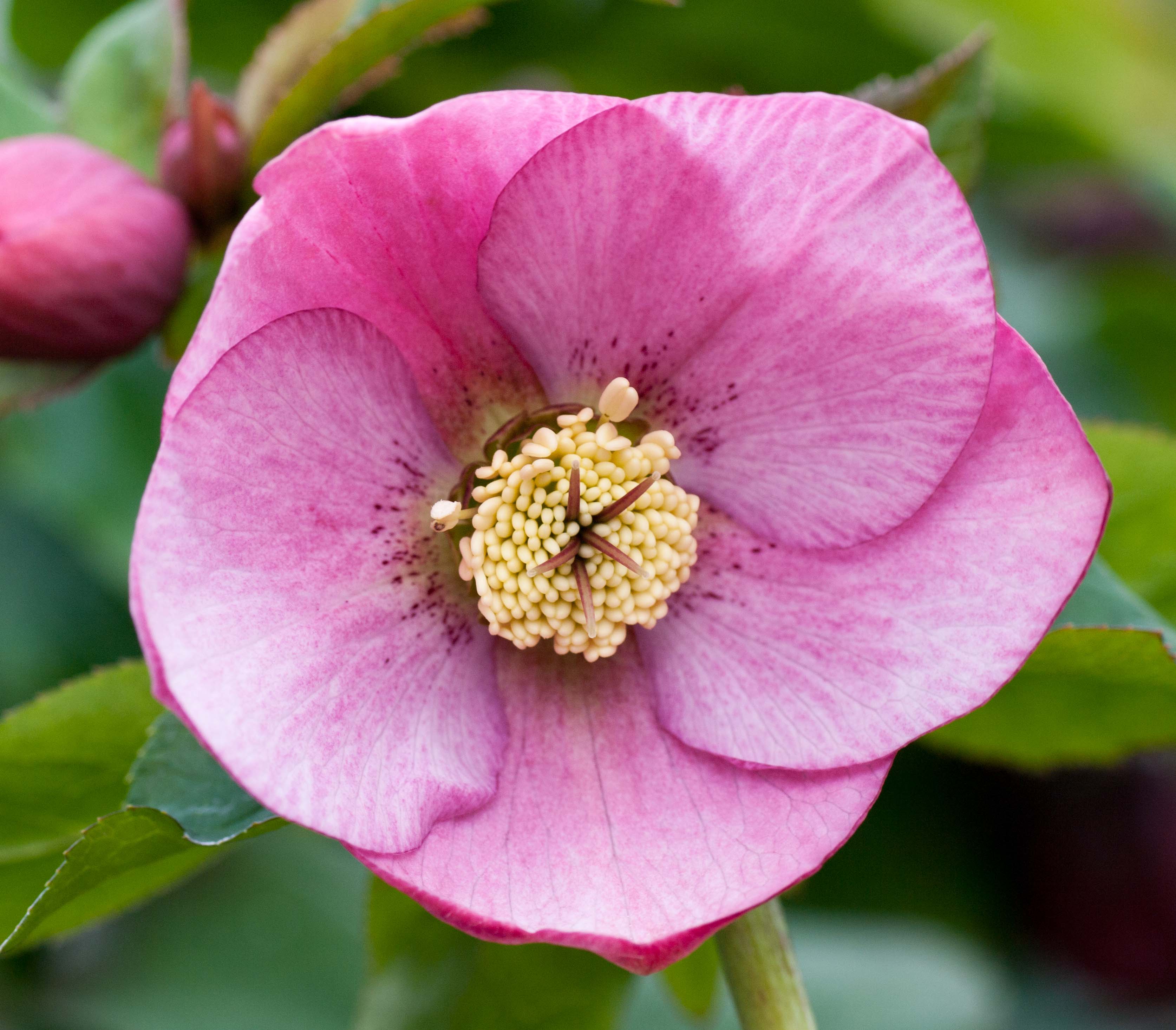 Pale Pink Post Office Farm Nursery