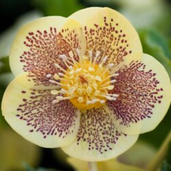 Primrose Yellow Spotted