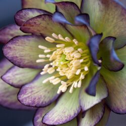 Double Green Purple Bicolour