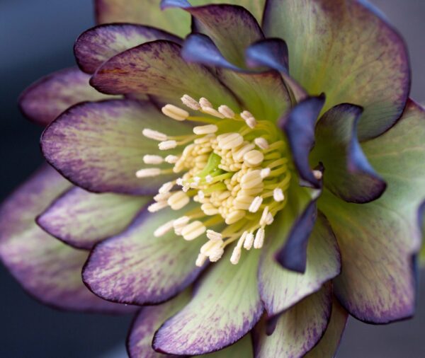 Double Green Purple Bicolour