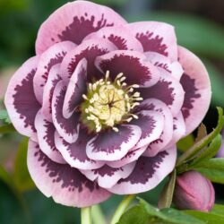 Double Pink Blotched
