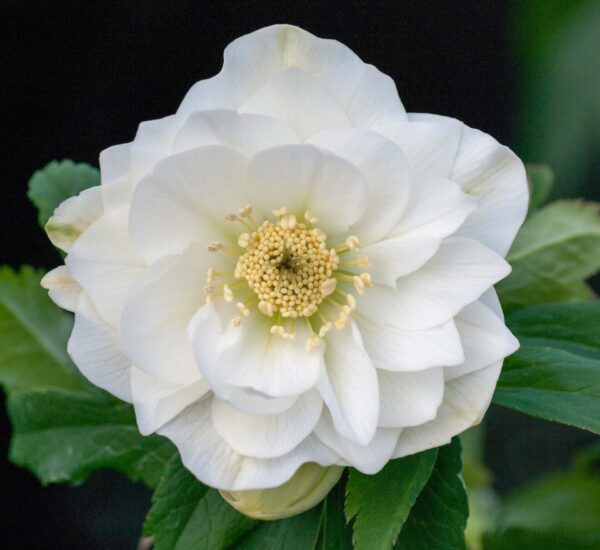 Double White