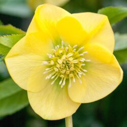 Primrose Yellow