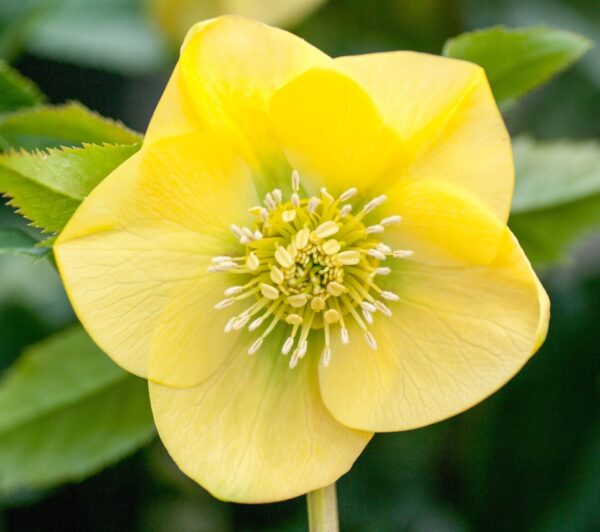 Primrose Yellow