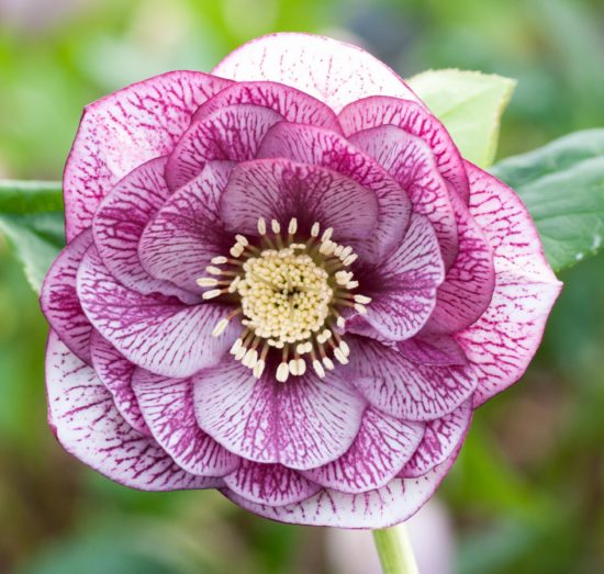 Nursery Open Sundays Post Office Farm Nursery