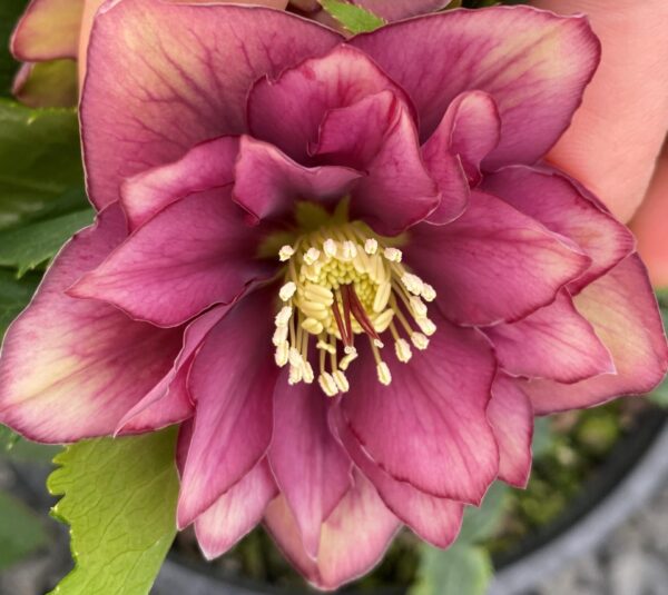 Liguricus Hybrids