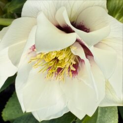 Double White Red Centre