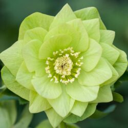 Double Green