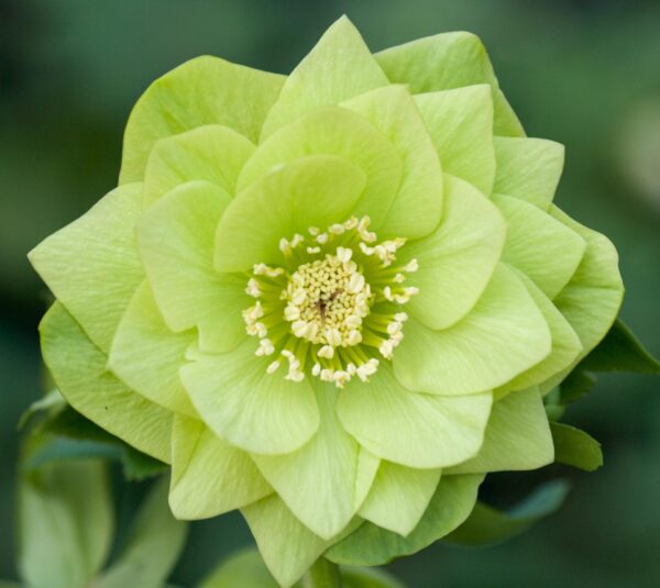 Double Green