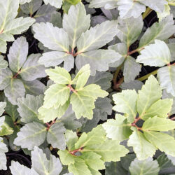 H. niger ‘Oak Leaf Form'