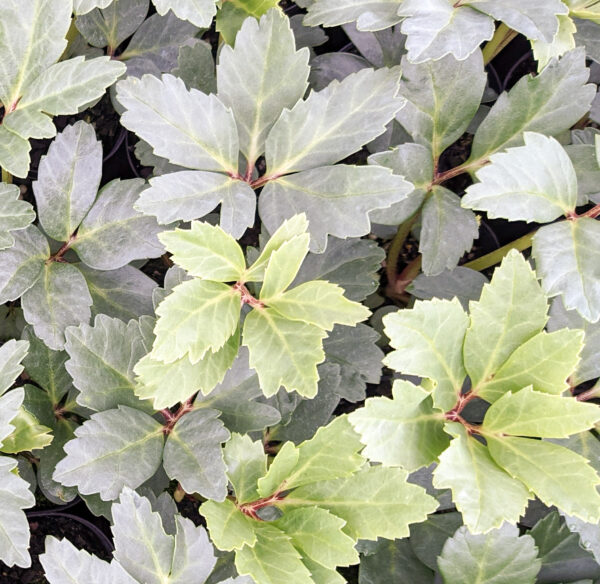 H. niger ‘Oak Leaf Form'