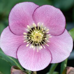 Pink Dark Centre