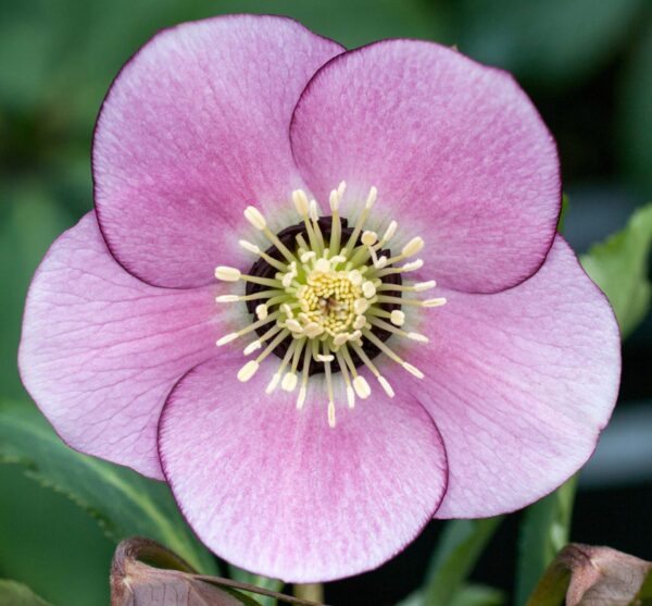 Pink Dark Centre