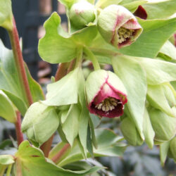 H. foetidus 'Red Silver'