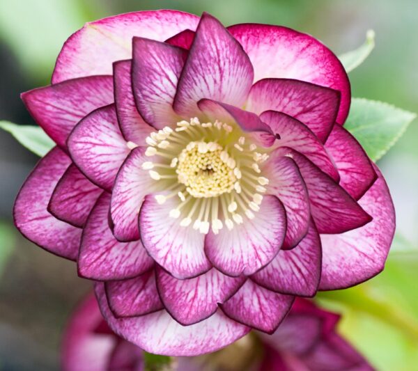'Peppermint Ice'