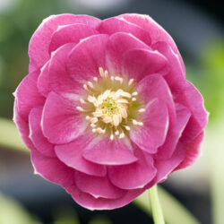 Double Pink White Back