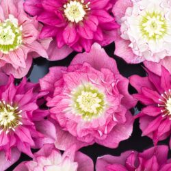 Cleopatra hybrids