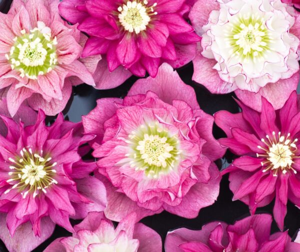 Cleopatra hybrids