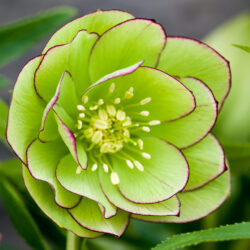 Double Green Picotee