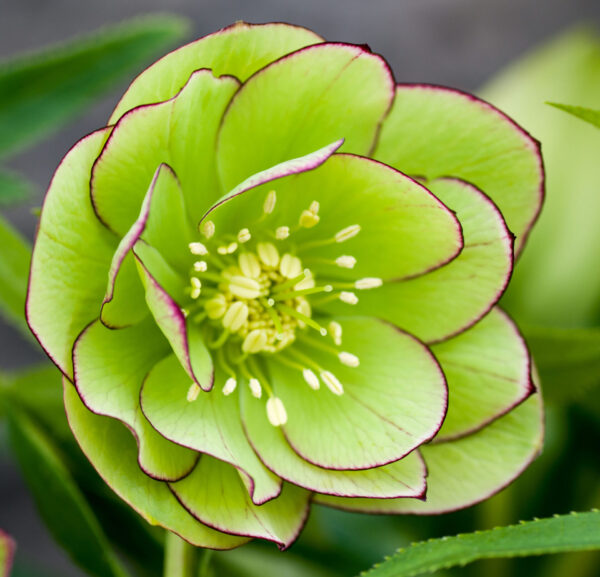 Double Green Picotee
