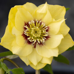 Double Primrose Yellow Dark Centre