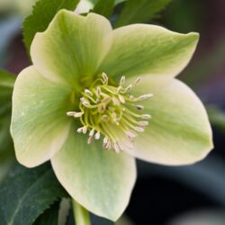 Helleborus liguricus