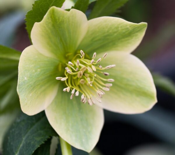 Helleborus liguricus