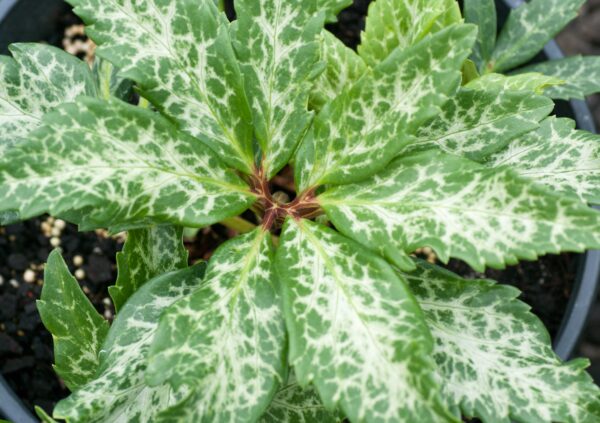 H. niger ‘Marbled leaf form'