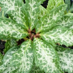 H. niger ‘Marbled leaf form'