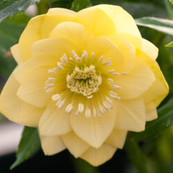 Double Primrose Yellow