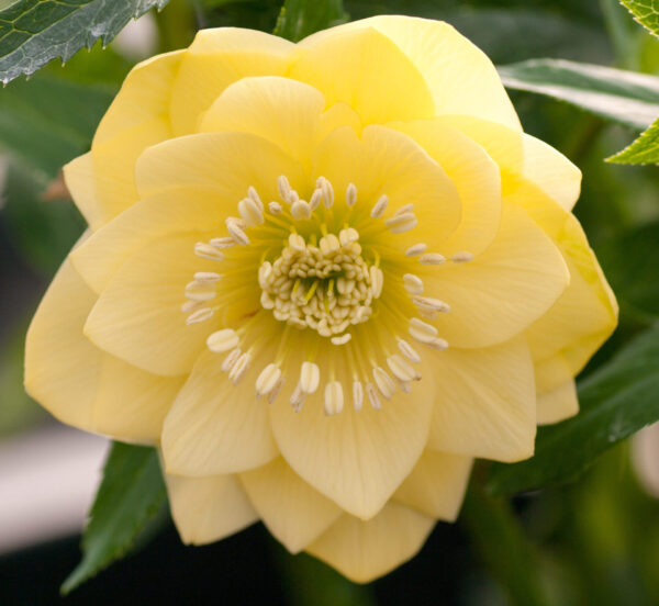 Double Primrose Yellow